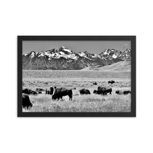 Bison Teton Summer