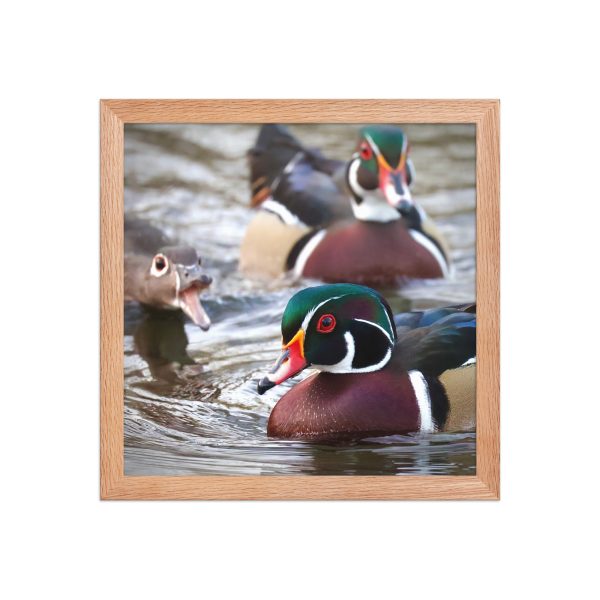 Wood Duck II
