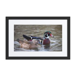 Wood Duck I