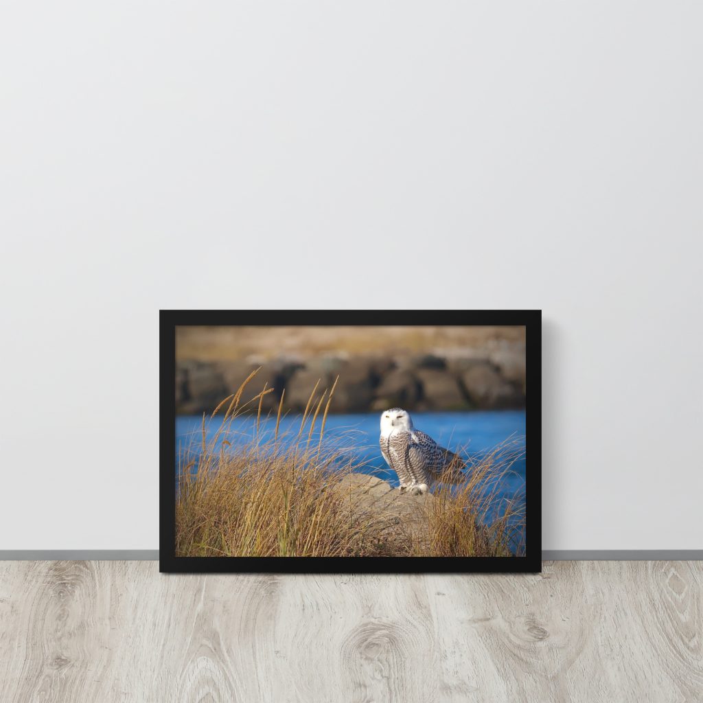 Snowy Owl