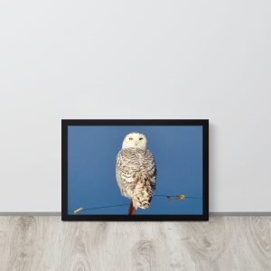 Snowy Owl II