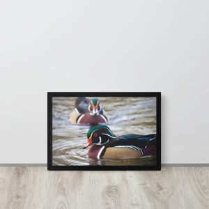 Wood Duck III