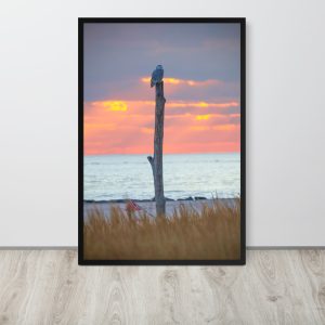 Snowy Owl At Sunset (Large)