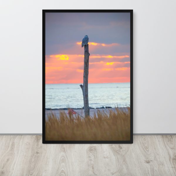 Snowy Owl At Sunset (Large)